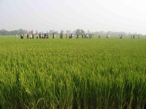 圣運勝訴通告：數(shù)千村民集體復(fù)議，勝廣西南寧國土資源局