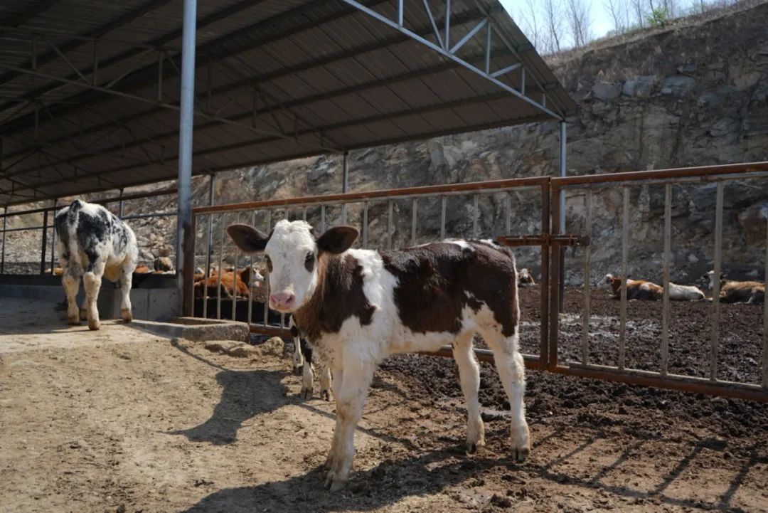 合法養(yǎng)殖場被作為違建拆除怎么賠償？最高法：不低于同類養(yǎng)殖場補償標(biāo)準(zhǔn)！